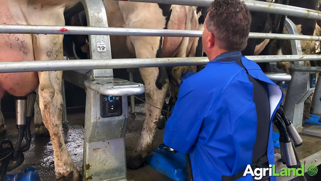 Milking 250 cows through a 40-unit rotary parlour