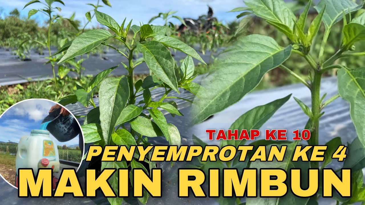 Penyemprotan cabe ke 4, umur 35 hst