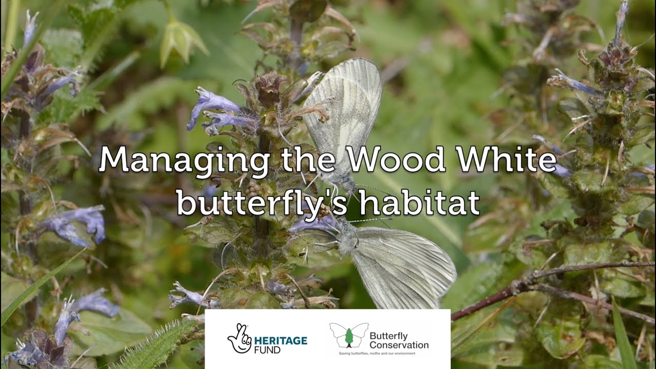Managing the Wood White butterfly's habitat