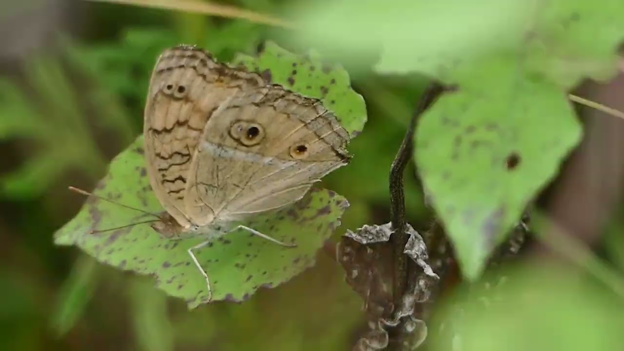 ធម្មជាតិ | Nature Ep4