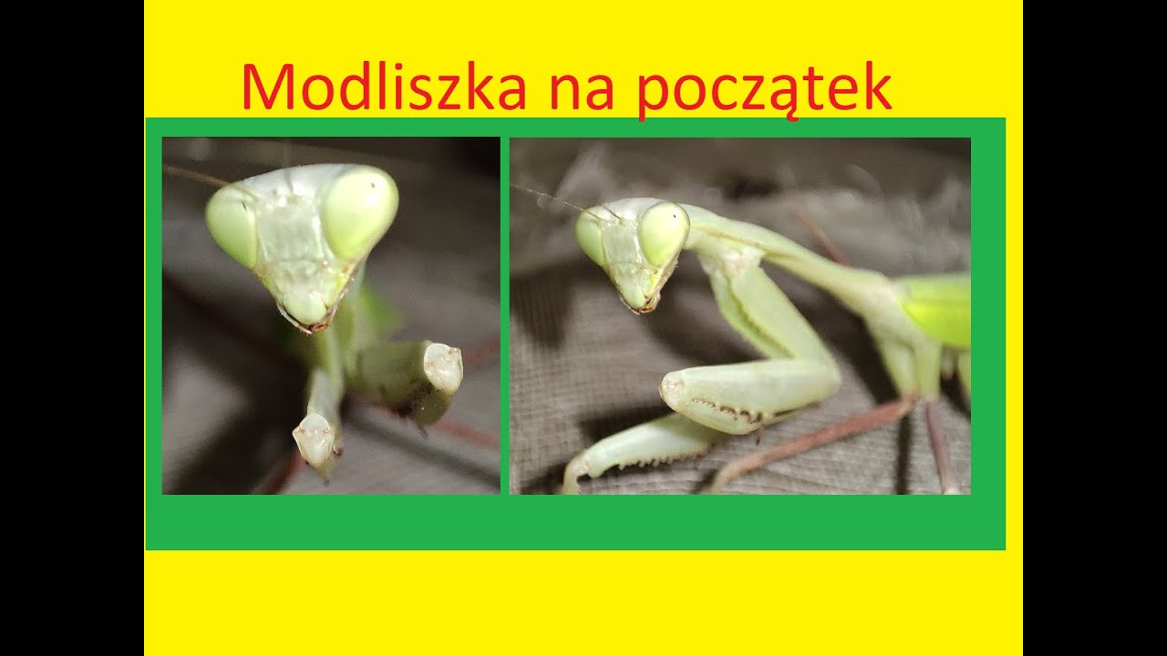 193. Jaka modliszka na początek.