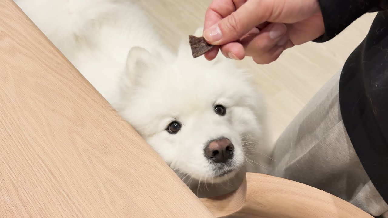 おやつに夢中なサモエド犬が可愛すぎました