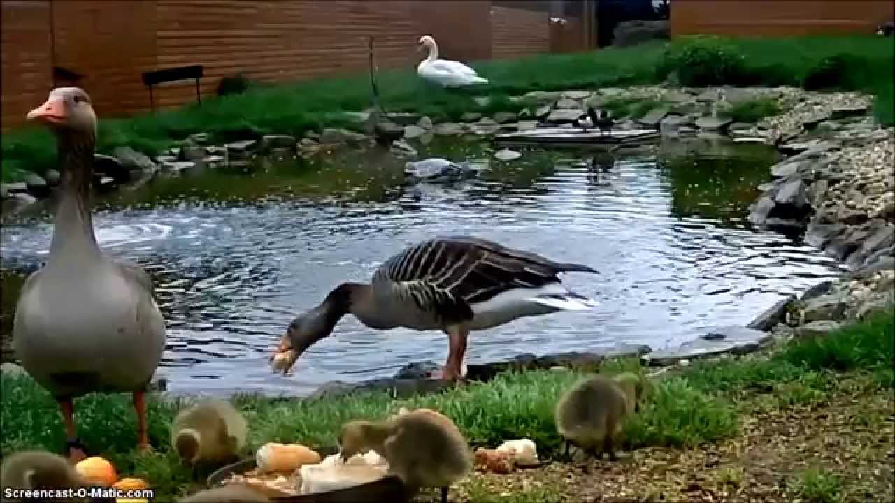 Gęgawa (Anser anser)