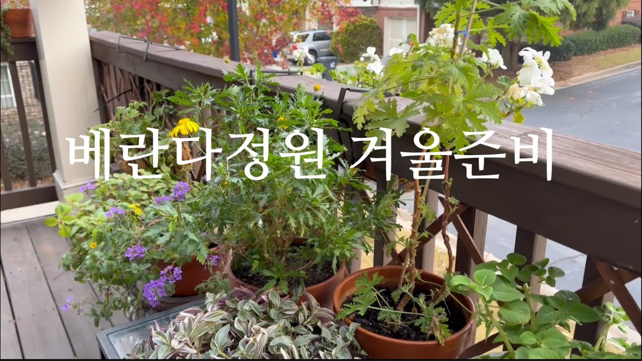 베란다정원 월동준비/콩란분갈이/60대취미생활/보테니컬아트 시금치그리기/등갈비 묵은지 찜/미국할미 vlog