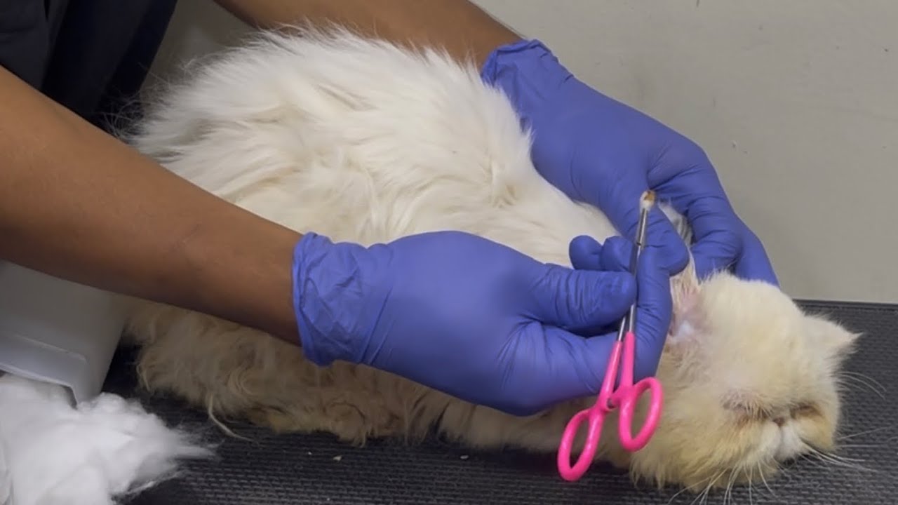  Cleaning ear cat.