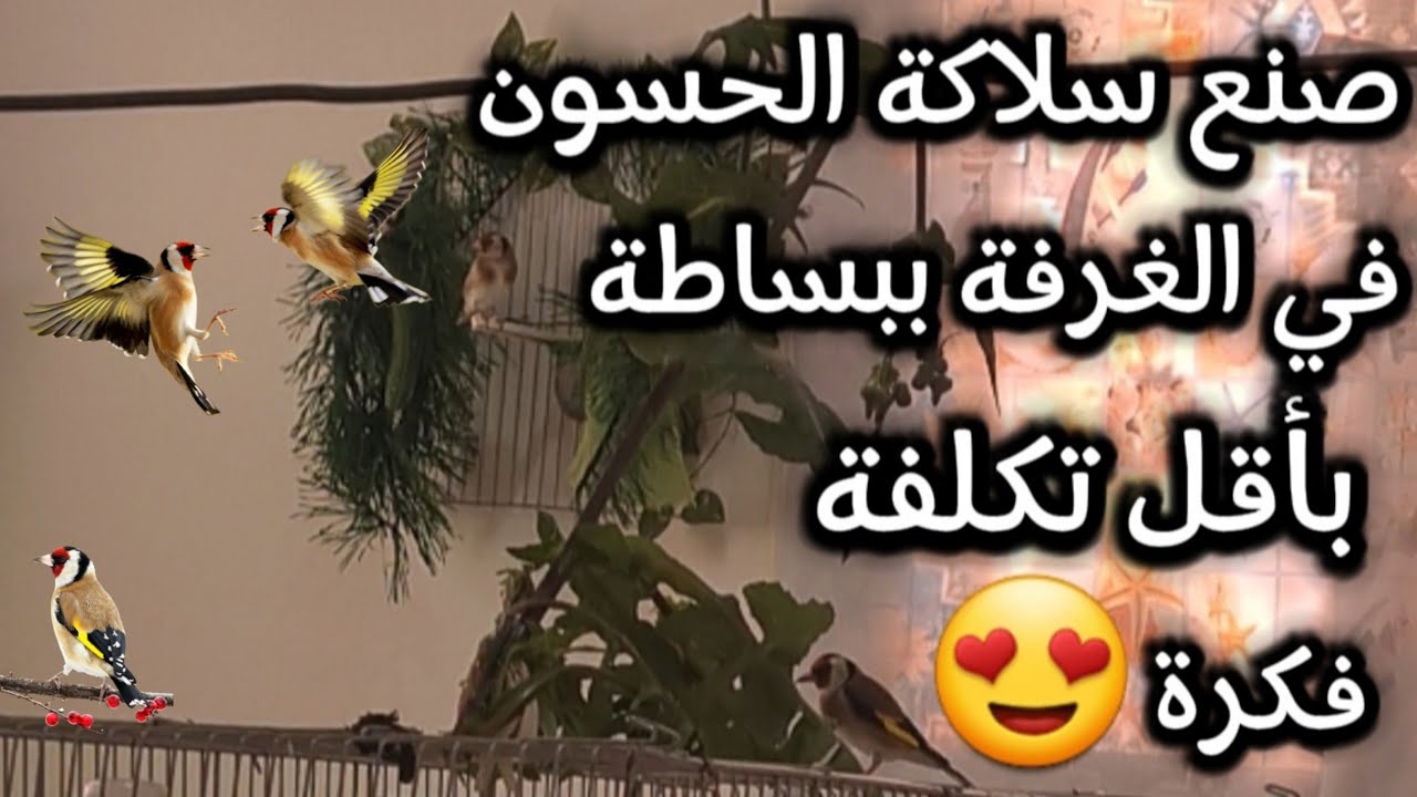 طريقة صنع سلاكة الحسون بأقل تكلفة | فكرة جميلة #سلاكة  #الحسون #الطيور #nature #birds