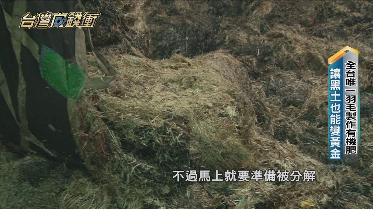 全台唯一羽毛製作有機肥 讓黑土也能變黃金20211030【台灣向錢衝】PART5