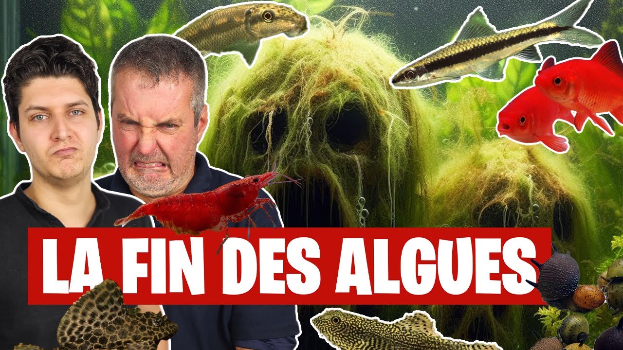 Comment bien choisir sa population anti algue ? - 🐟🐌 Floraquatic