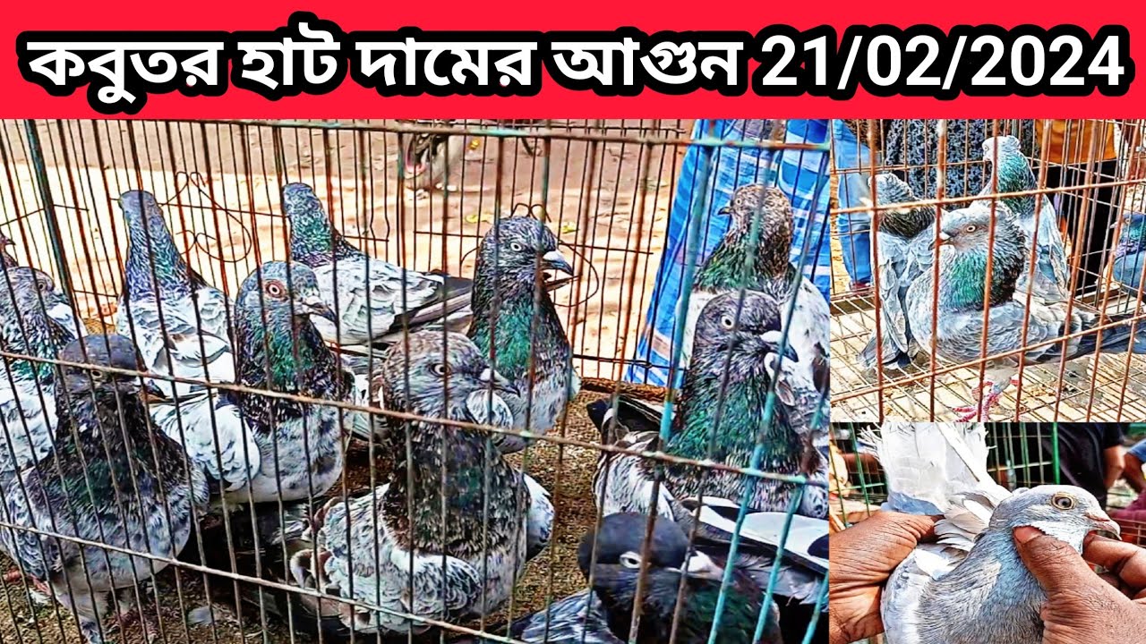 21/02/2024 কবুতর হাট দামের আগুন । হাসনাবাদ কবুতর হাট। কবুতরের হাট হাসনাবাদ। Hasnabad hat.pigeons hat