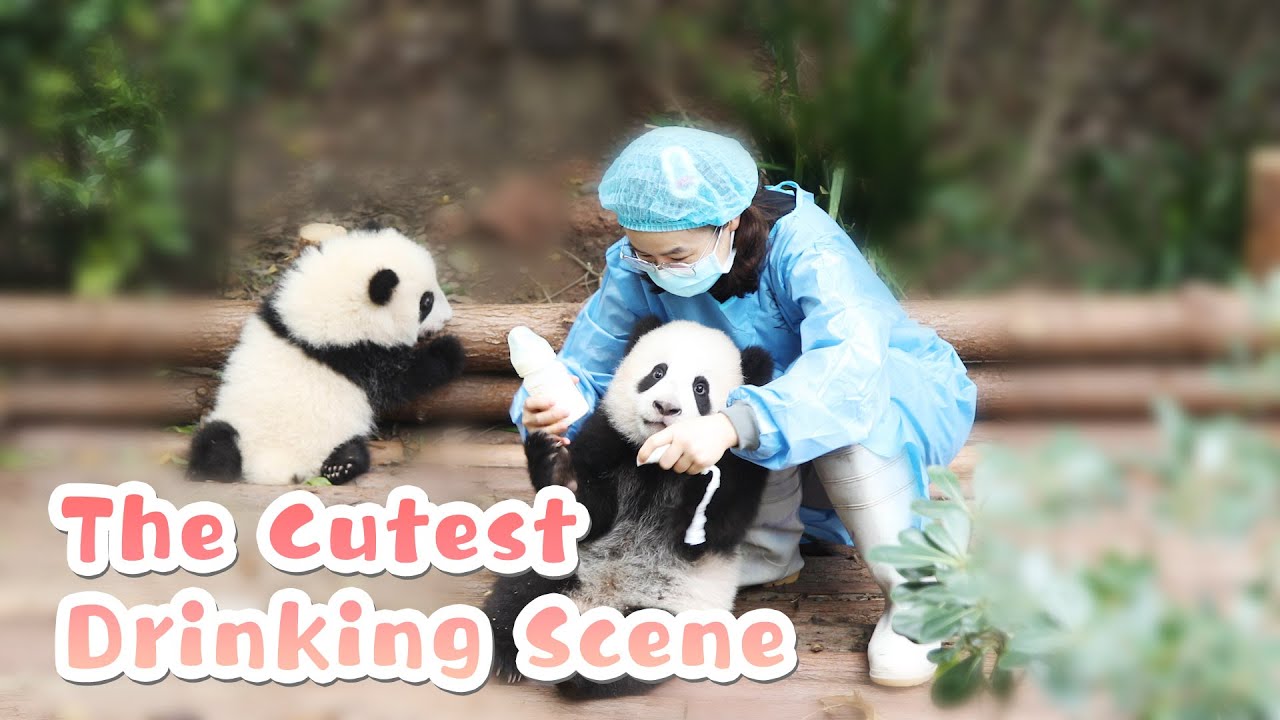 The Cutest Video In The World: Panda Babies Drinking Milk | iPanda