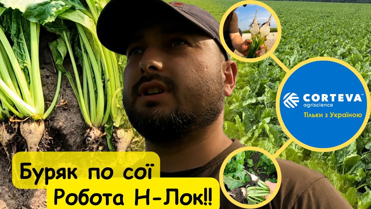 Буряк по попереднику соя‼️І дія Н-Лок на буряку‼️
