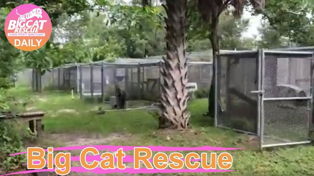 Big Cat Rescue Home Tour: Bobcat Rehab