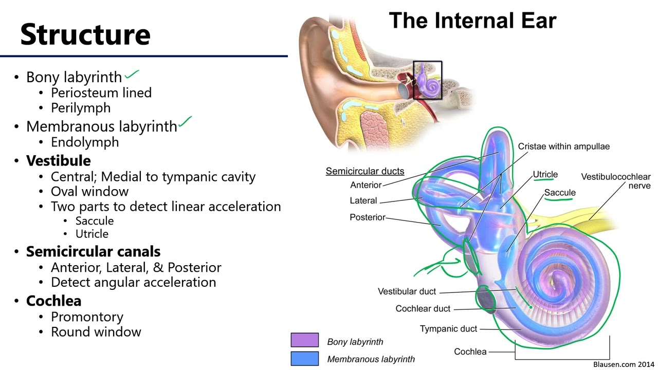 LO10 Inner Ear