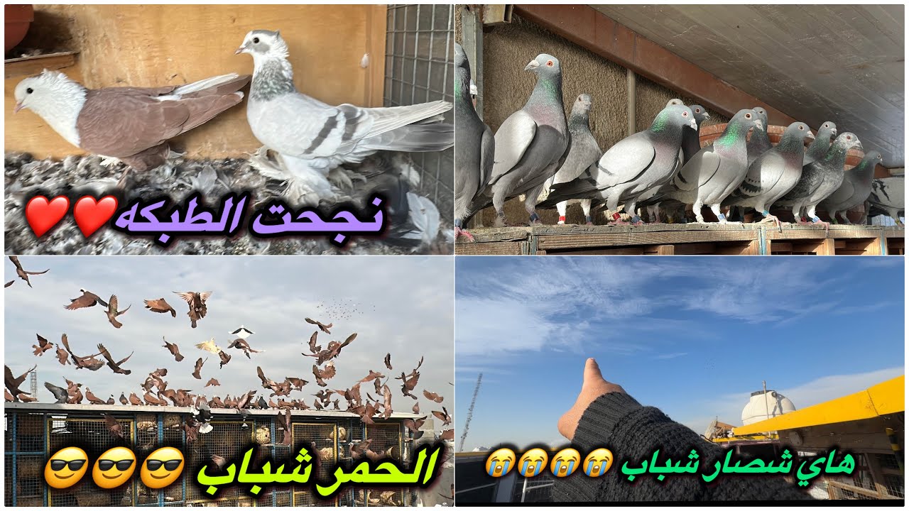 حطت طيور عمار عليه😁😁طشار الحمر😭مقطع خاص للزواجل💕طبكت اليوم فووول الوان❤️❤️