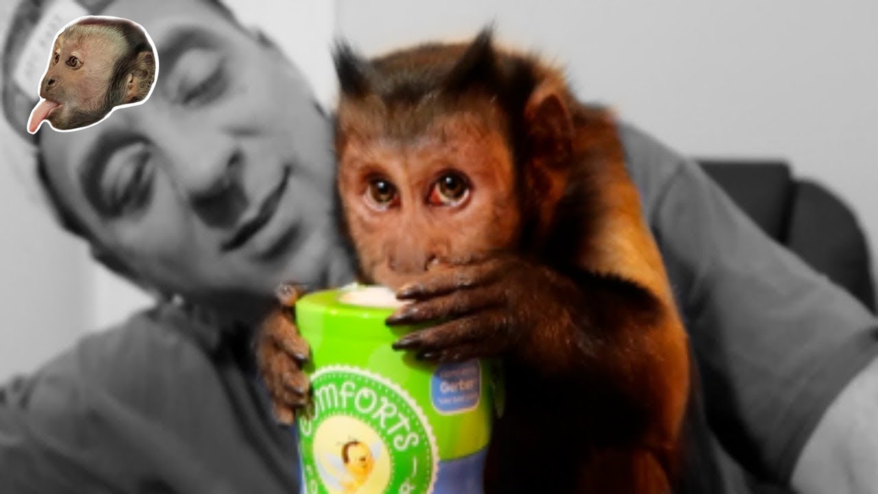 Monkey Loves Blueberry Puffs!
