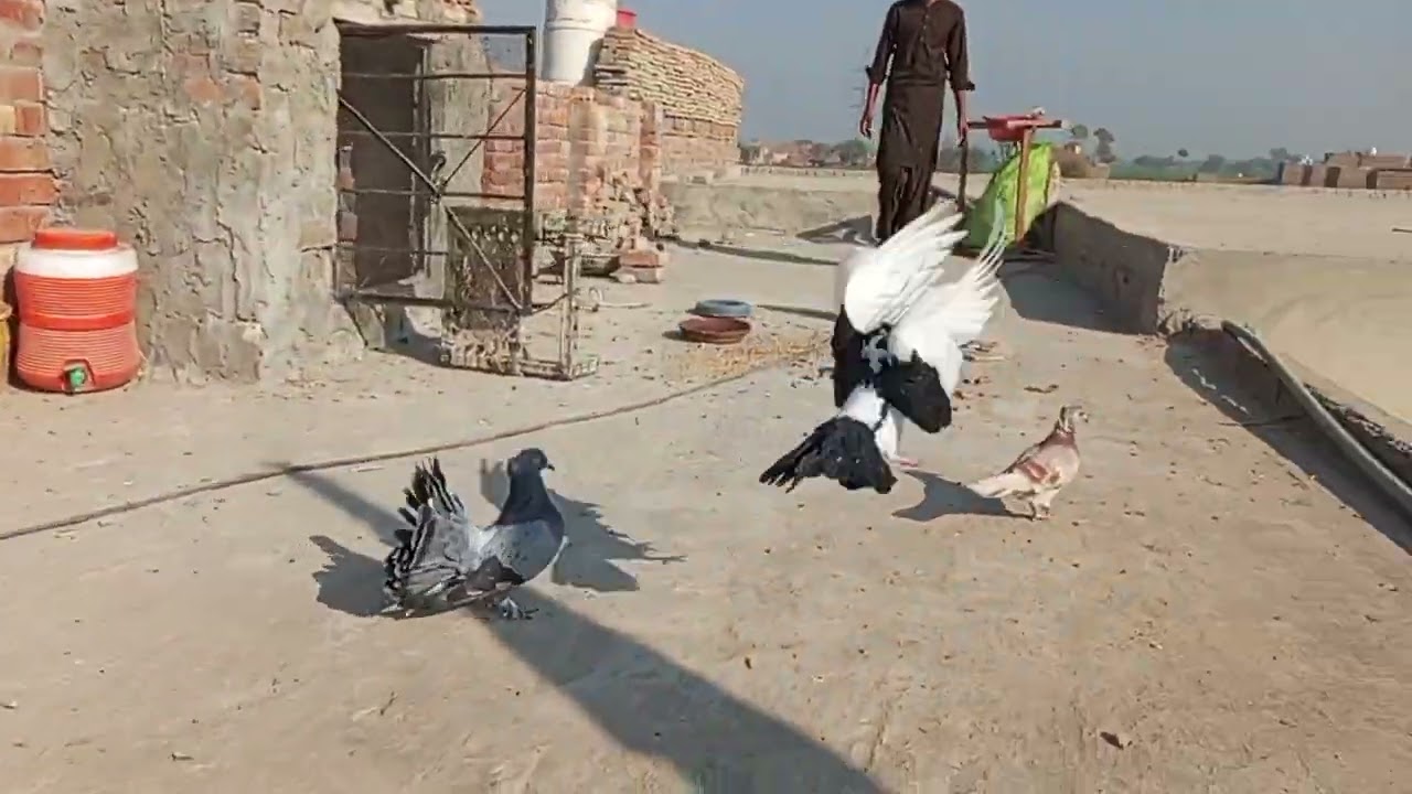 #chicks #pigeon #kabutarandekabdetehain #aseel #foryou #trendingvideo #virlvideo #kabootar 