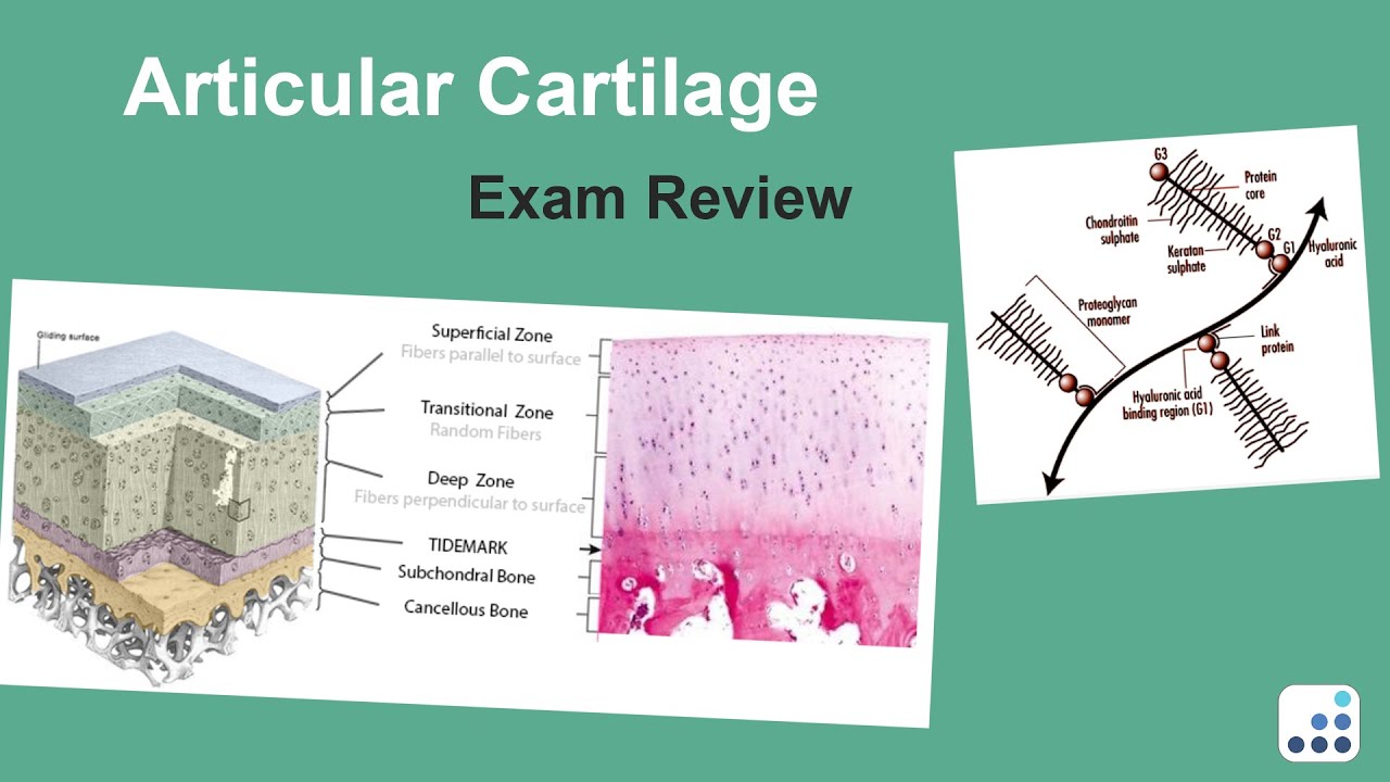 Articular Cartilage Exam Review - Felix H. Savoie III, MD