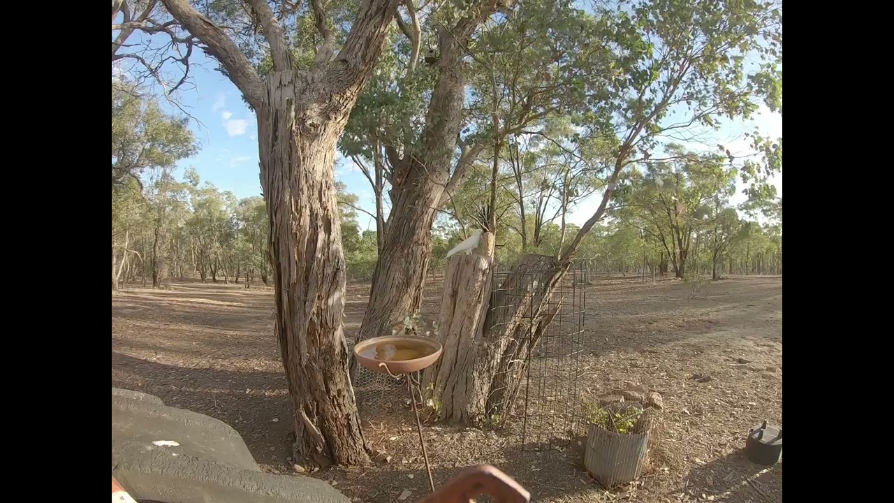 Relaxing Australian Birdlife: Cockatoos & Magpies in Central Victoria | Feb 2026