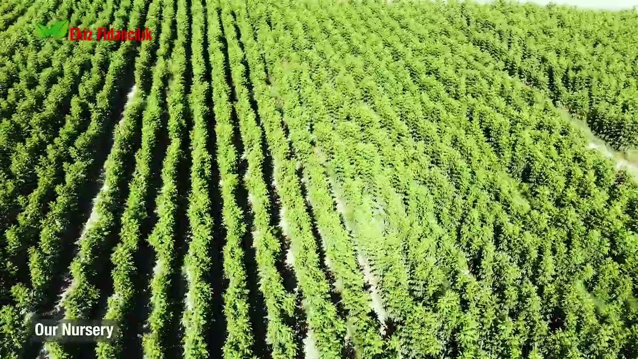 Ekiz Fidancılık  - Ekiz Nurseries