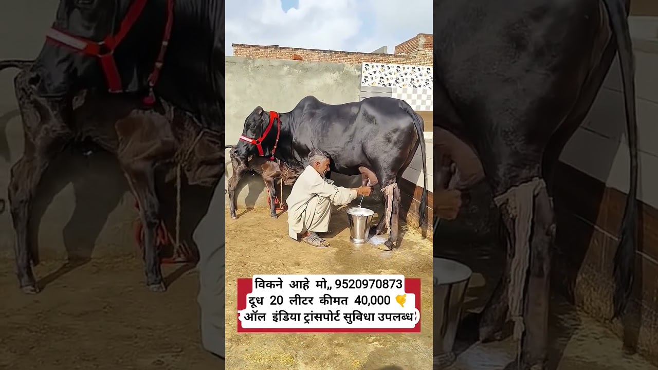 Sahiwal cow for sale 9520970873 call me #baffalo #cow #sahiwal #dairyfarm #bull