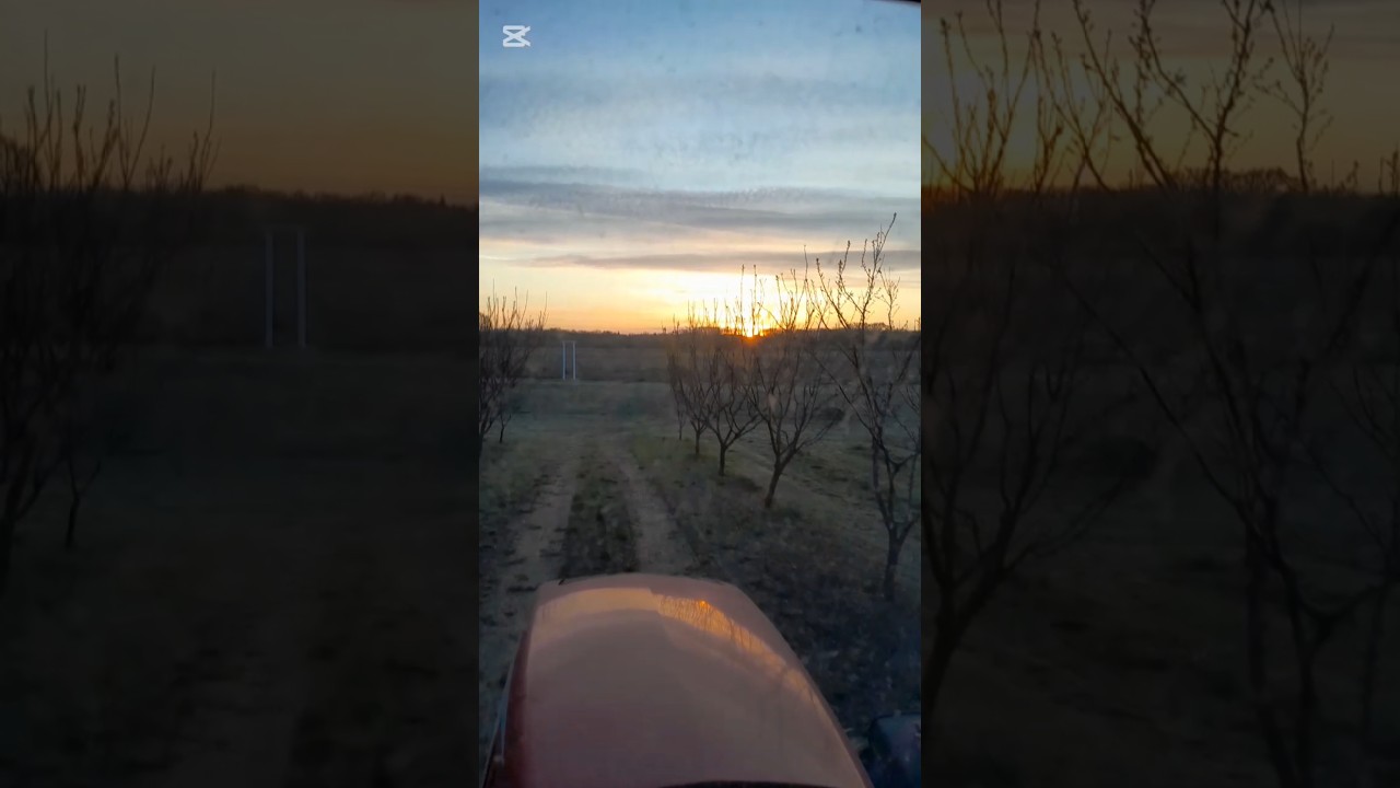 Napfelkelte az &uuml;ltetv&eacute;nyen fagyv&eacute;delem idej&eacute;n #tractor #farming #agriculture #orchard #freeze