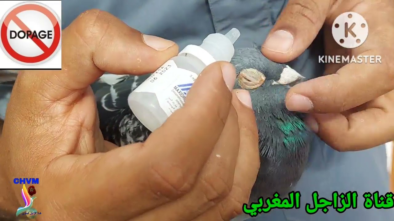 كيف أعالج دمعة العين عند الحمام وجميع الطيور.