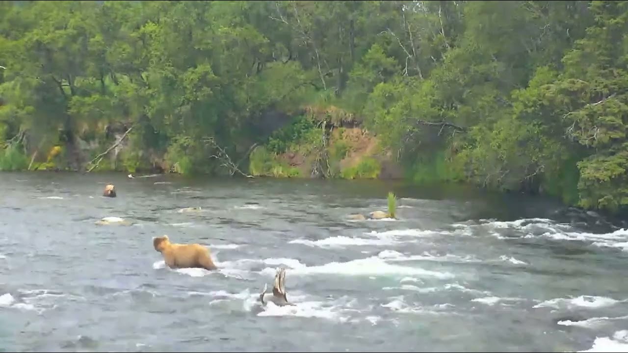 2018-06-25: 051 courts 409 (explore.org)