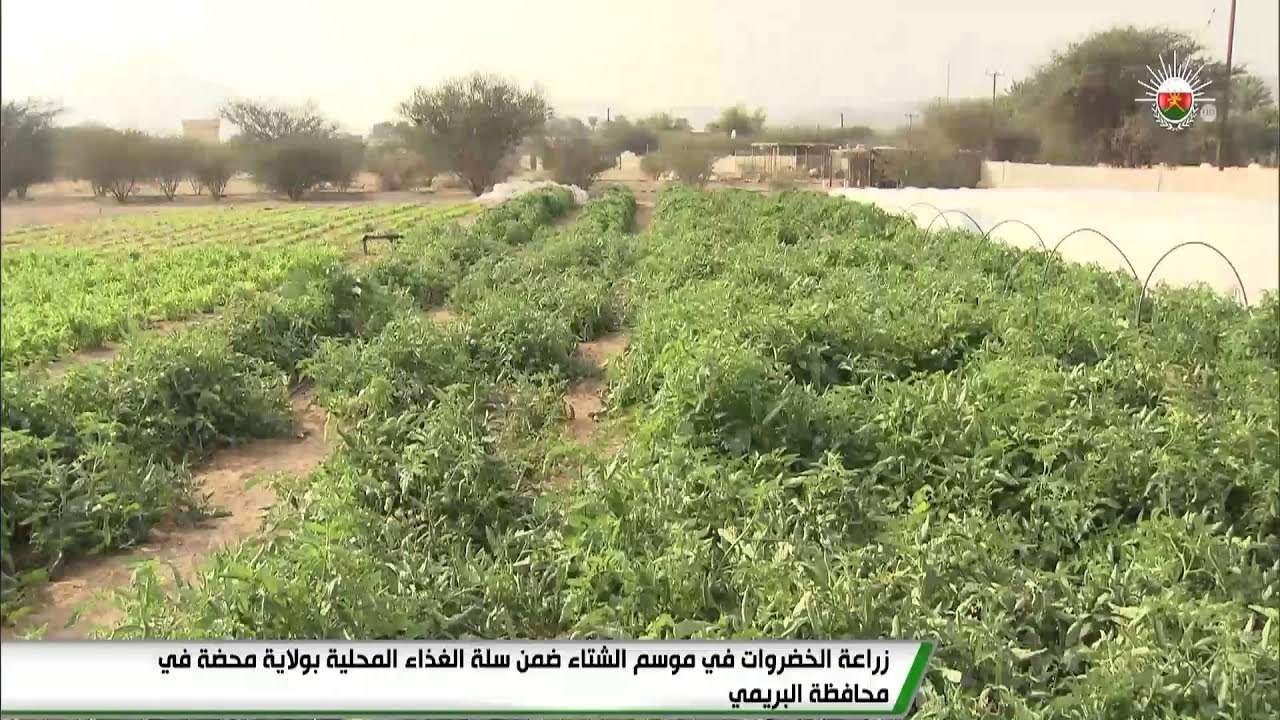 زراعة الخضروات في موسم الشتاء ضمن سلة الغذاء المحلية بولاية محضة في محافظة البريمي