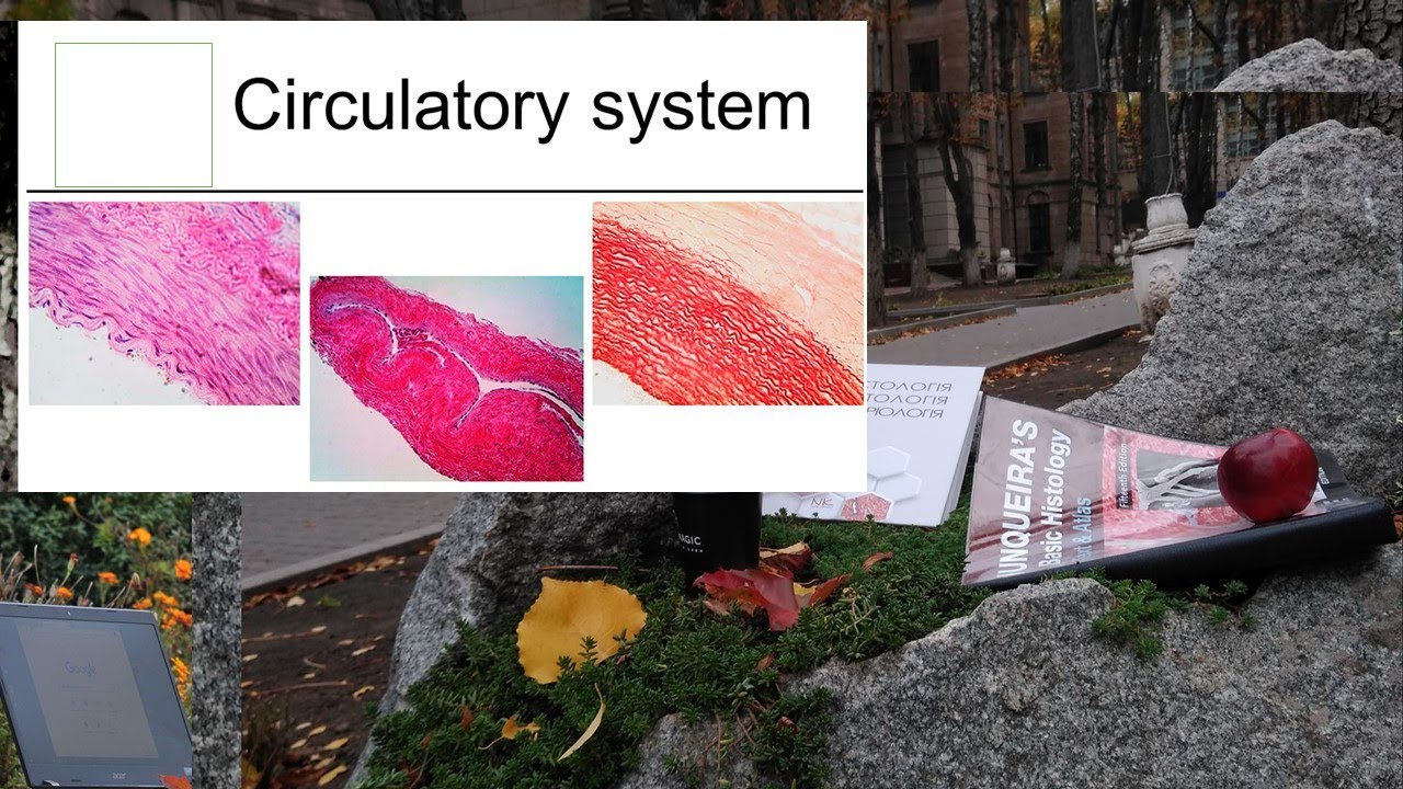 14.Circulatory system (histology lecture)