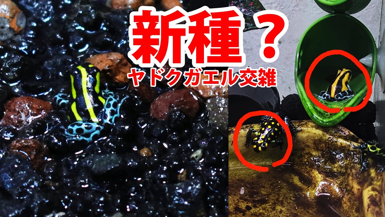 業界ダブー？ヤドクガエルが交雑したので大切に育てます。