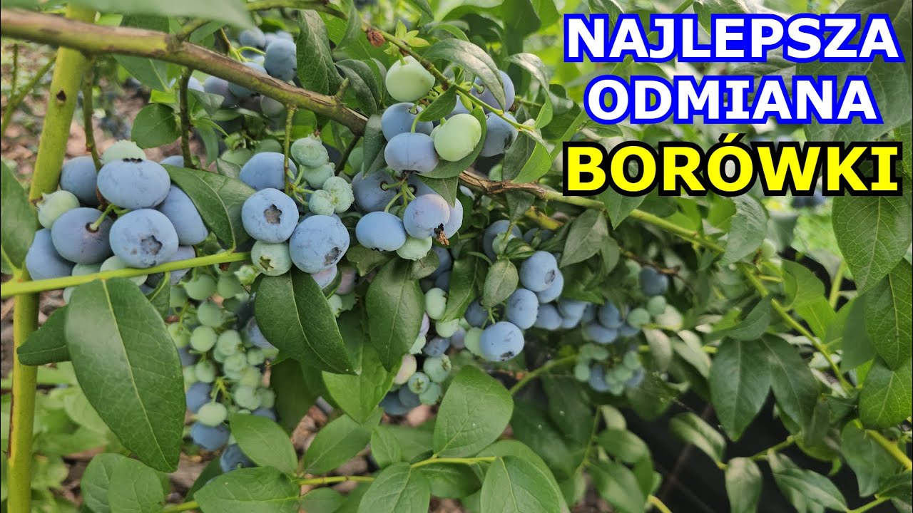 Oto NAJLEPSZA ODMIANA Borówki amerykańskiej. Borówka jakie odmiany wybrać. Uprawa Borówki wysokiej.