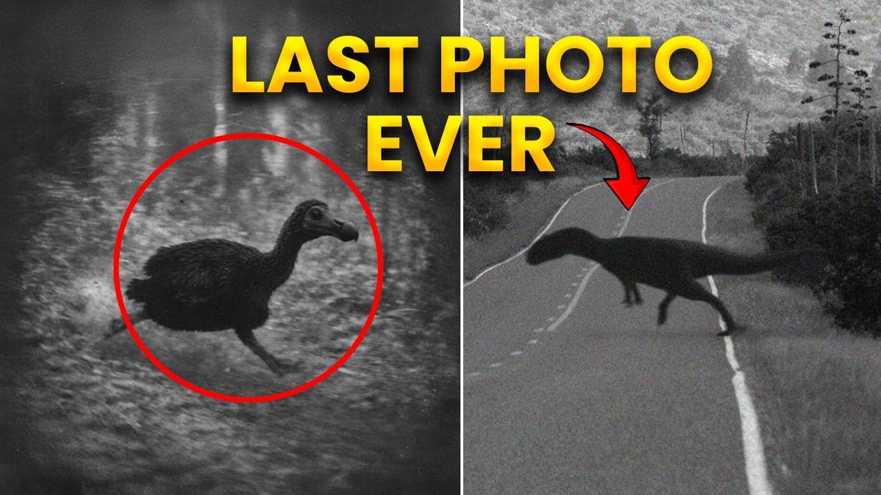 28 last photos of extinct animals 