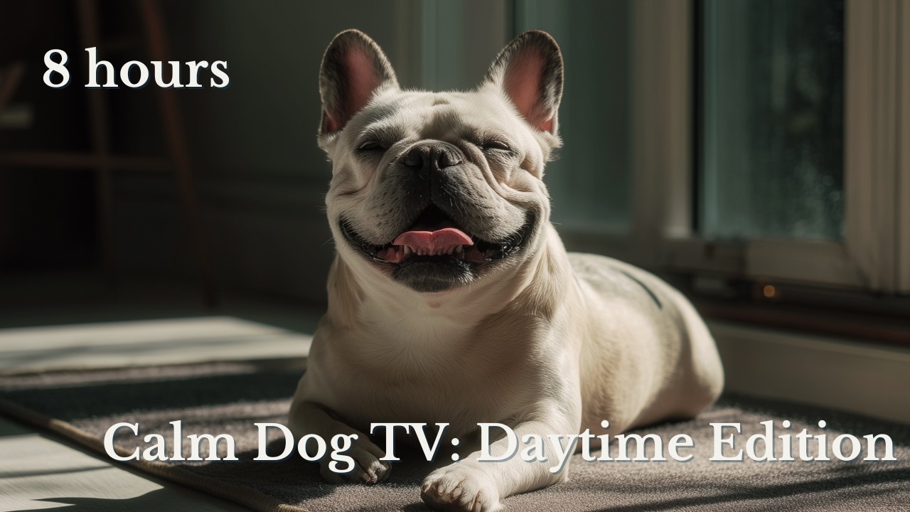 Calm Dog TV ☀️ 8 Hours of Peaceful Daytime Home Scenes & Relaxing Music