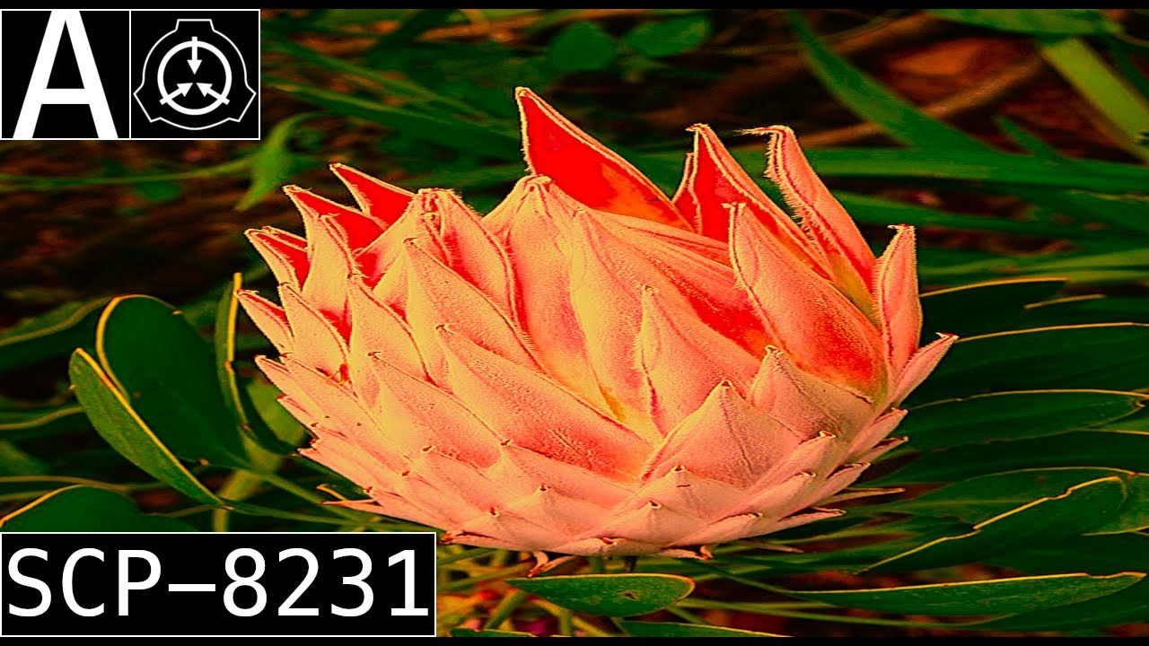 SCP-8231 