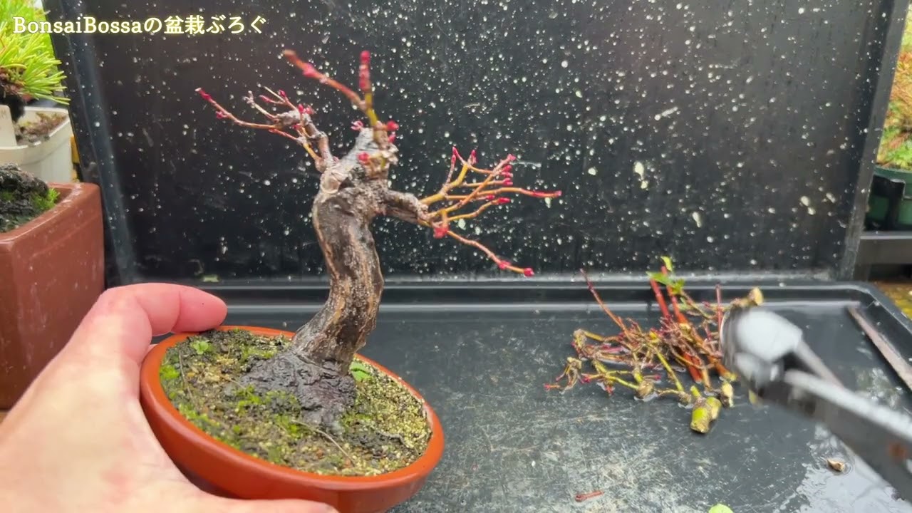 【YMJ】足元の良い山もみじを叩く #盆栽 #bonsai