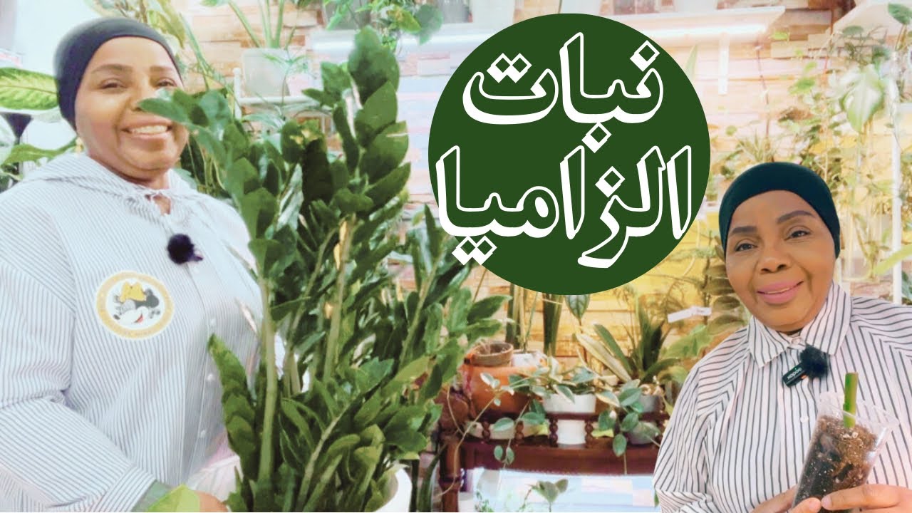 كيف العناية واكثار نبات الزاميا | اوقات السقي