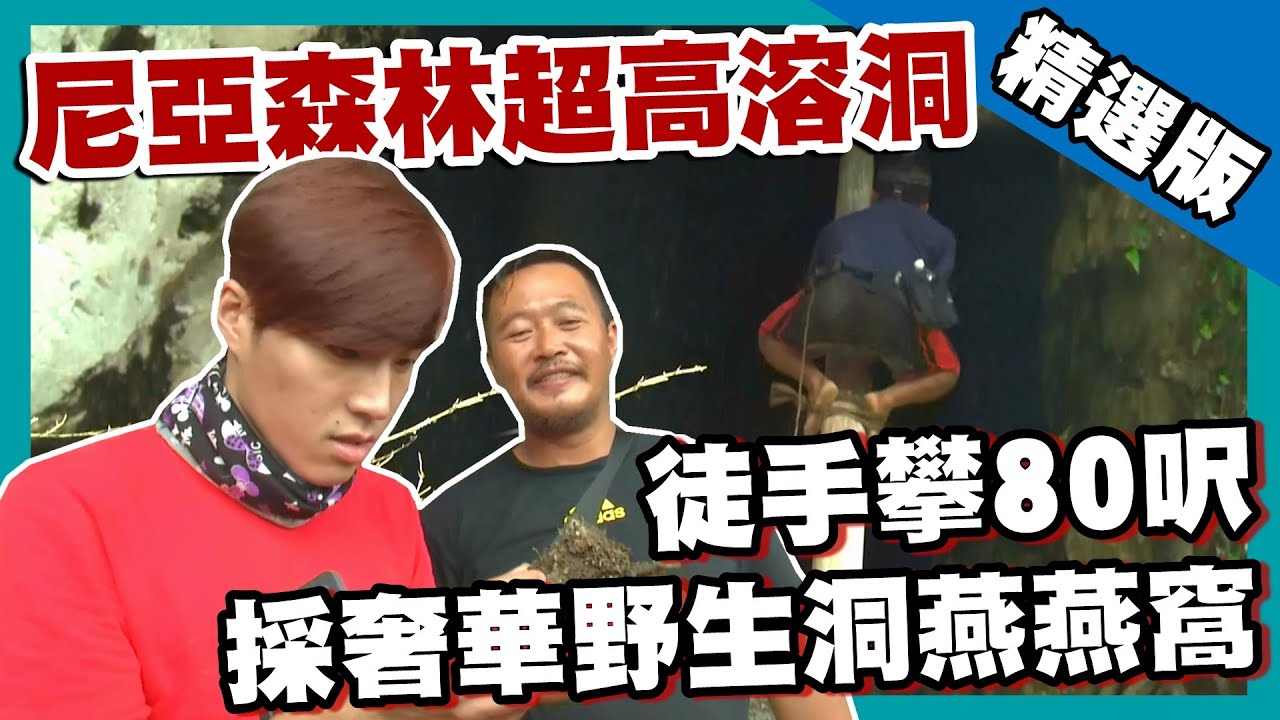【砂勞越】500萬隻金絲燕棲息地 徒手攀80呎尼亞洞採燕窩｜《世界第一等》548集精華版