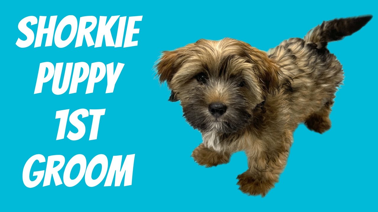 Dog Grooming I Shorkie Puppy: Moose