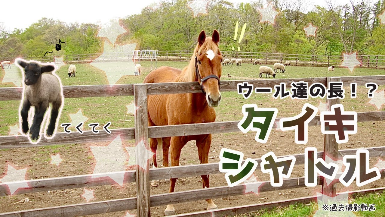 【ウール達の長タイキシャトル】