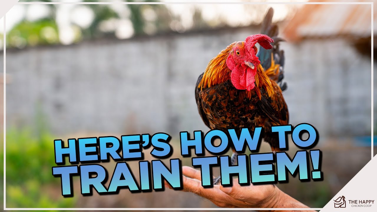 Standing Tall Against Rooster Aggression!