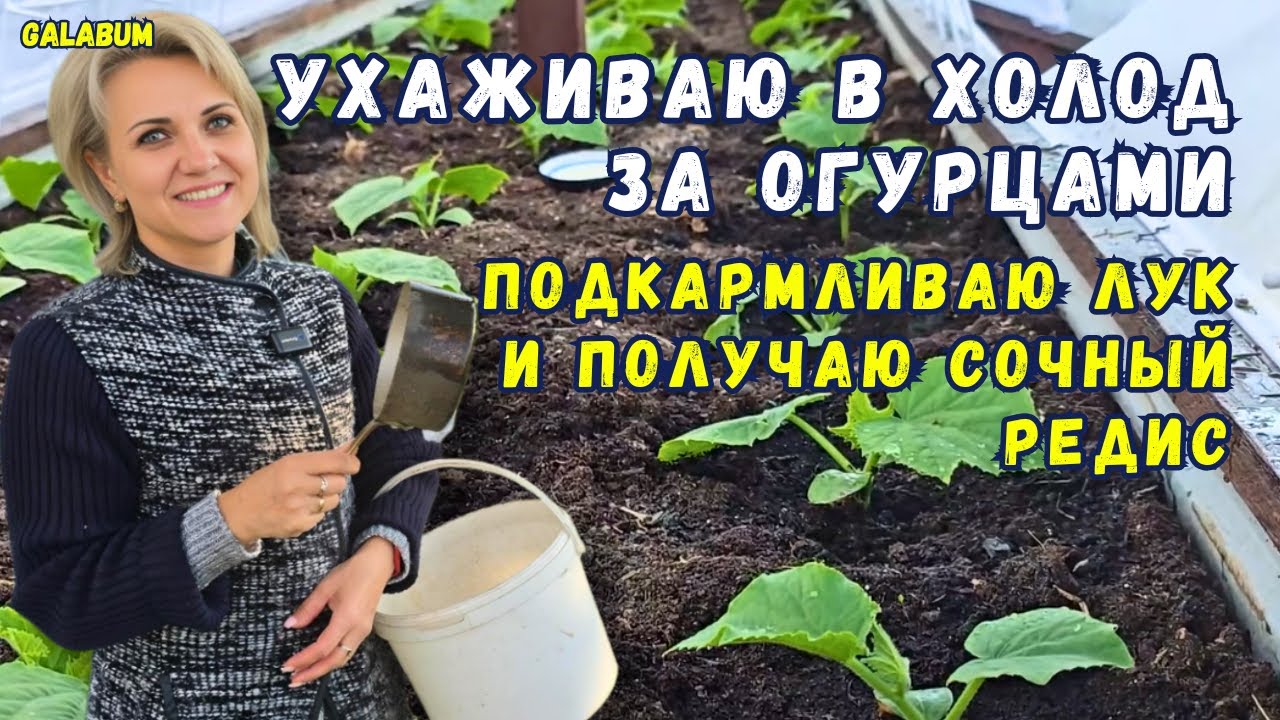 УХАЖИВАЮ ЗА ОГУРЦАМИ В ХОЛОД, Поливаю Томаты, Подкармливаю Лук и Получаю Сочный Редис. @GALABUM
