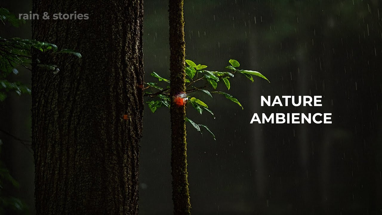 Heavy Night Rain Sounds 🌙 Deep Sleep, Insomnia Relief & Stress Reduction
