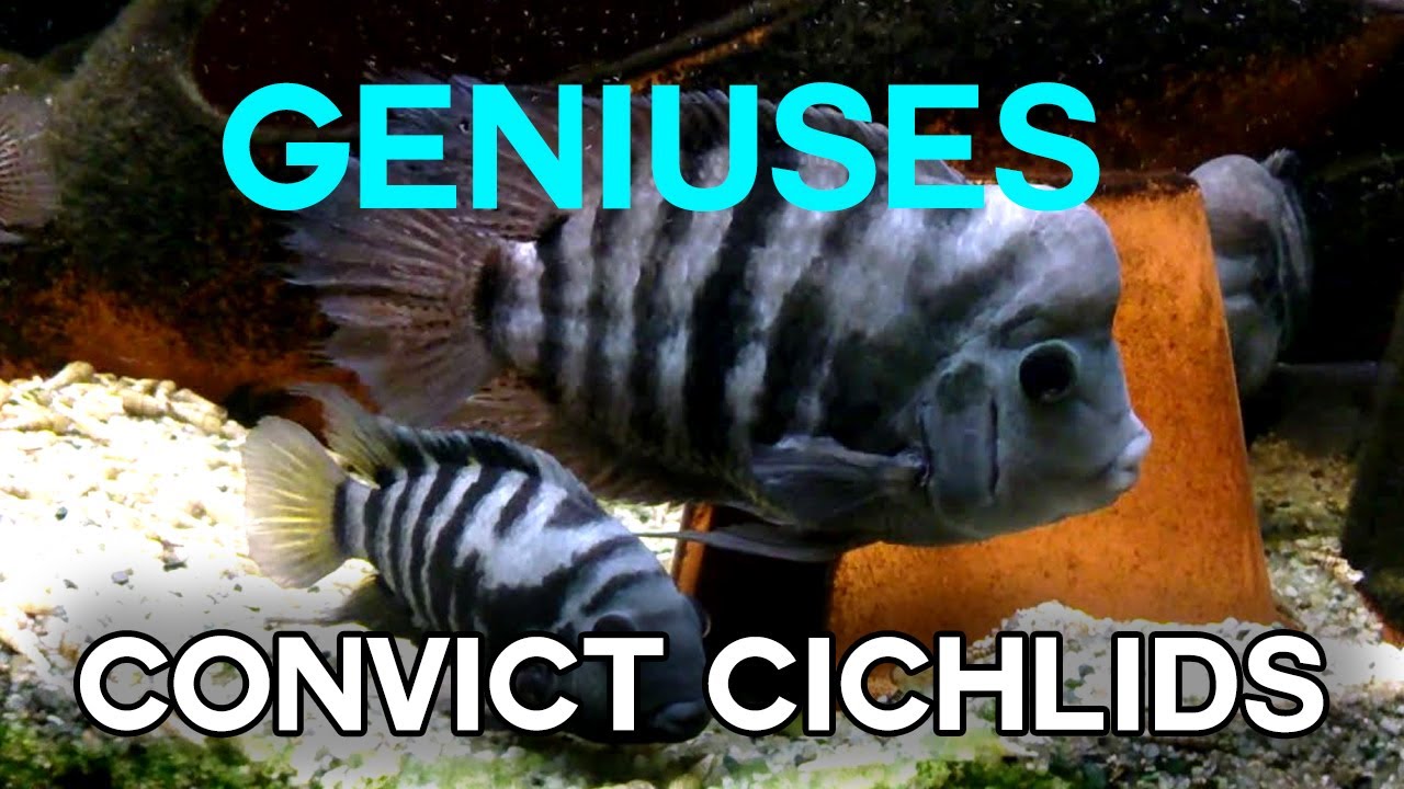 Convict Cichlids: The Jailbird of the Aquarium World