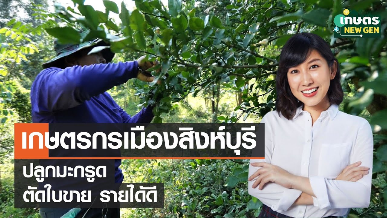 เกษตรกรเมืองสิงห์บุรี ปลูกมะกรูด ตัดใบขายรายได้ดี | เกษตรนิวเจน | 3/12/65 (FULL)