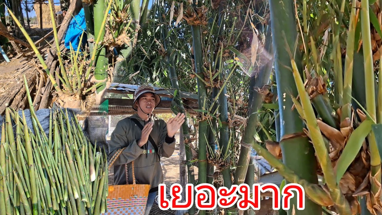 โพดโพ หน่อไม้วันนี้เยอะมาก