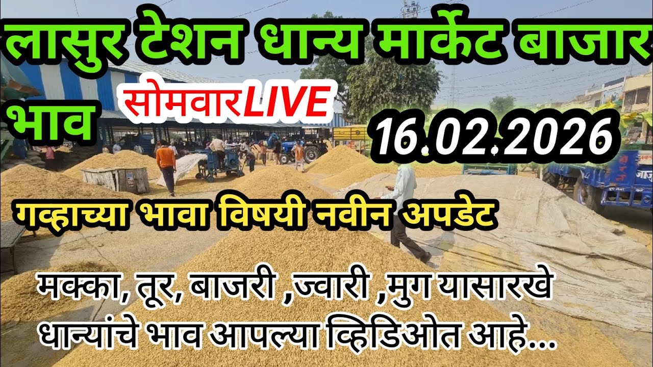 लासुर स्टेशन गव्हाचे अपडेट|आजचे गव्हाचे बाजार भाव|