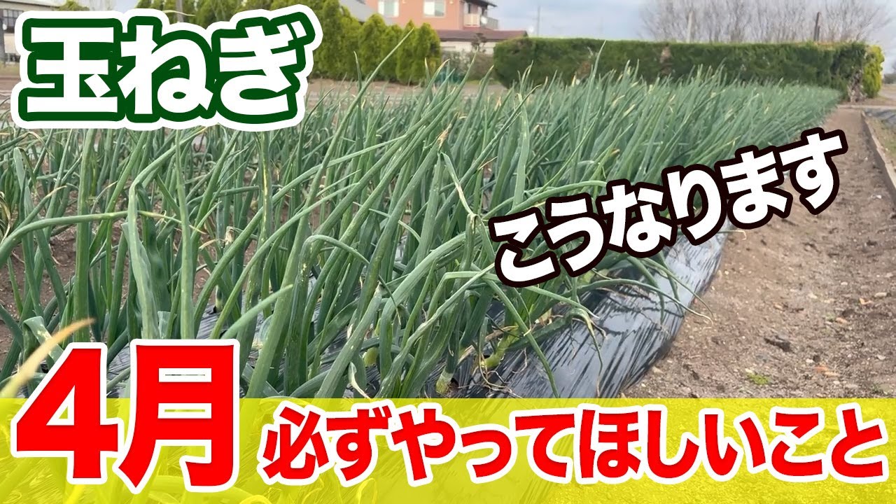 【玉ねぎ】4月にこれをやるだけで、立派に育ちます。４月どの状態がベストか