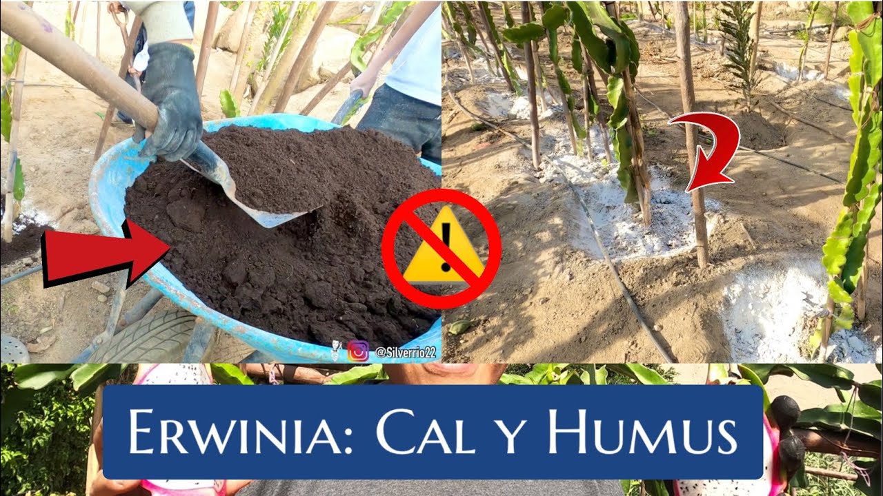 Combatiendo ERWINIA en PITAHAYAS #2 | APLICACIÓN de CAL y HUMUS | Modificación de riego  ⚠️