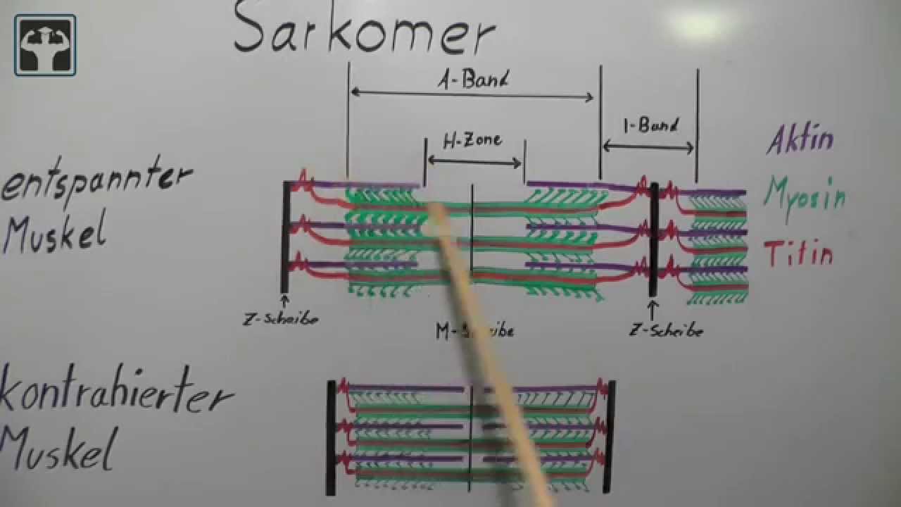 Gleitfilamenttheorie Teil 1