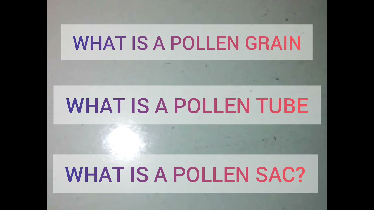 Pollen grain pollen sac biology neet CBSE icse